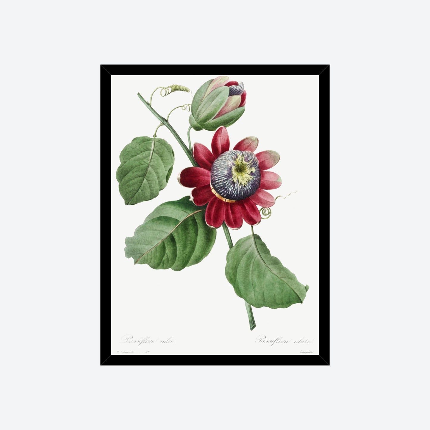 Passiflora Alata Pierre-Joseph Redouté Print