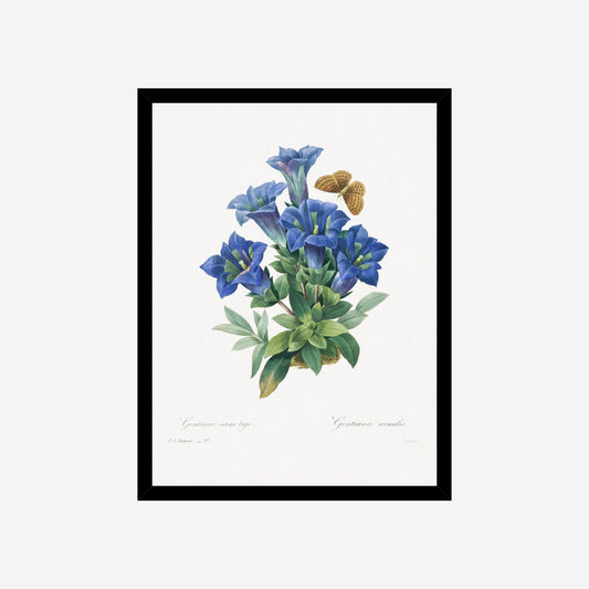 Gentiana Acantis Pierre-Joseph Redouté Print