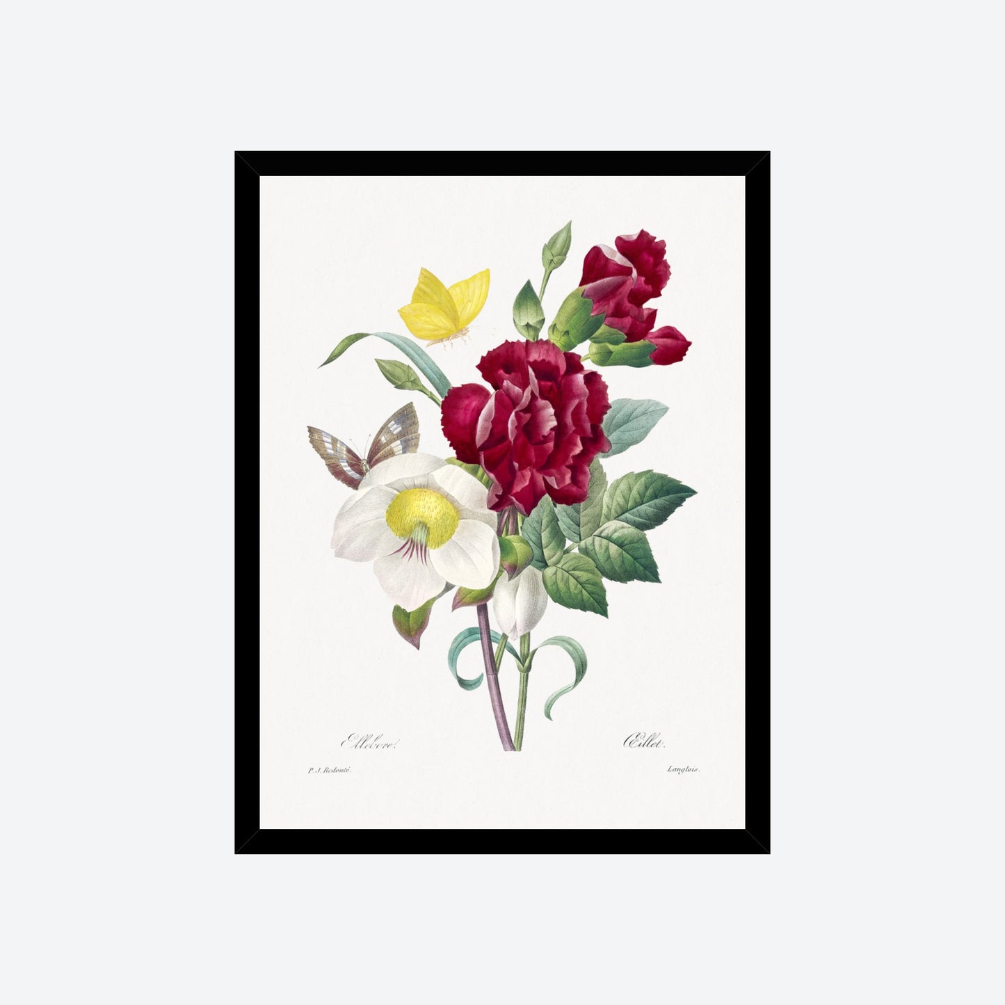 Helleborus Helleborus Pierre-Joseph Redouté Print