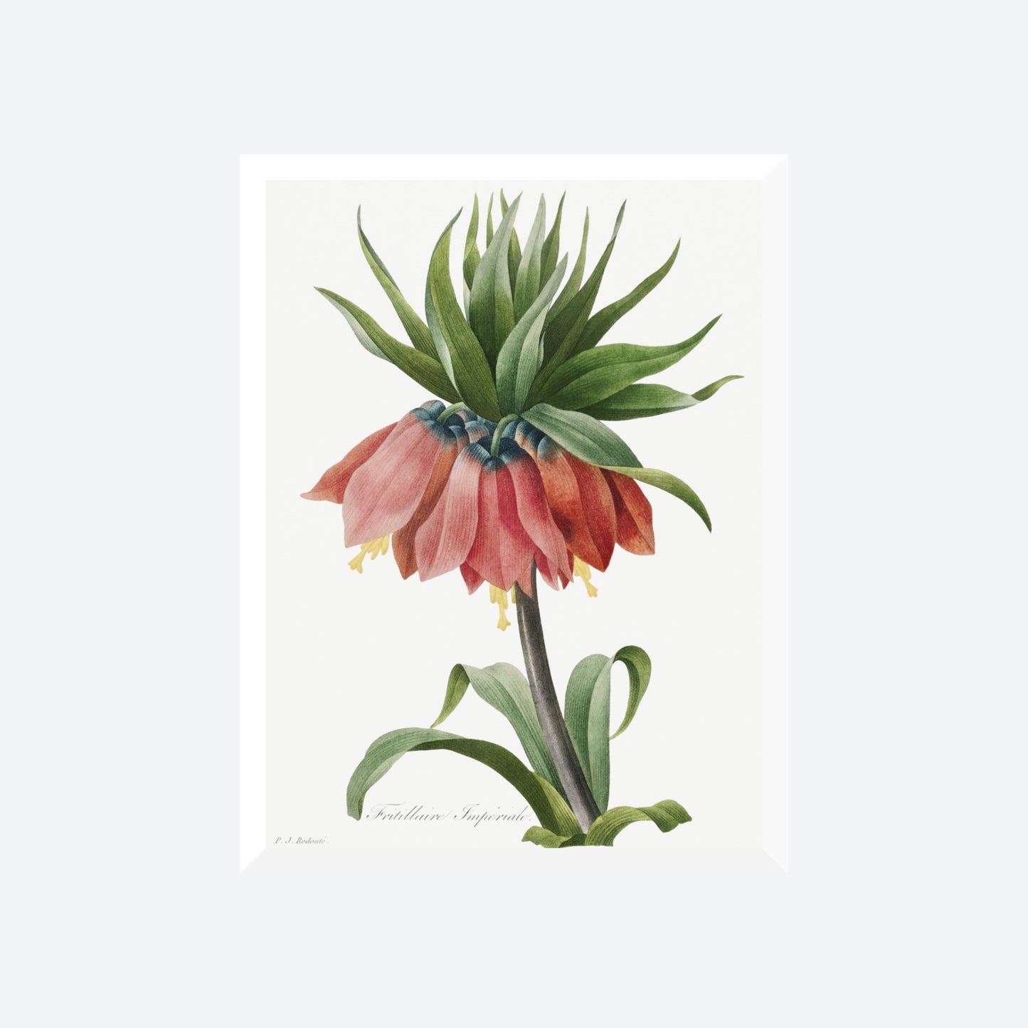 Crown Imperial Fritillary Pierre-Joseph Redouté Print