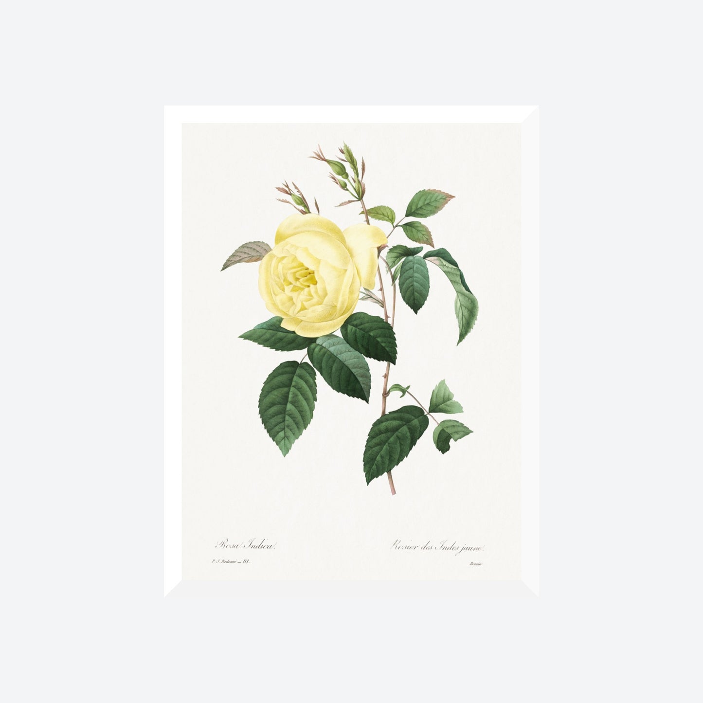 Rosa Indica Pierre-Joseph Redouté Print