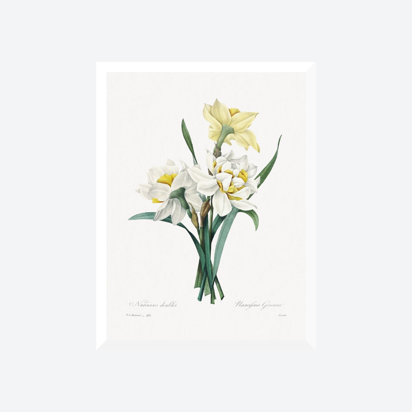 Double Daffodil Narcifsus Gouani Pierre-Joseph Redouté Print