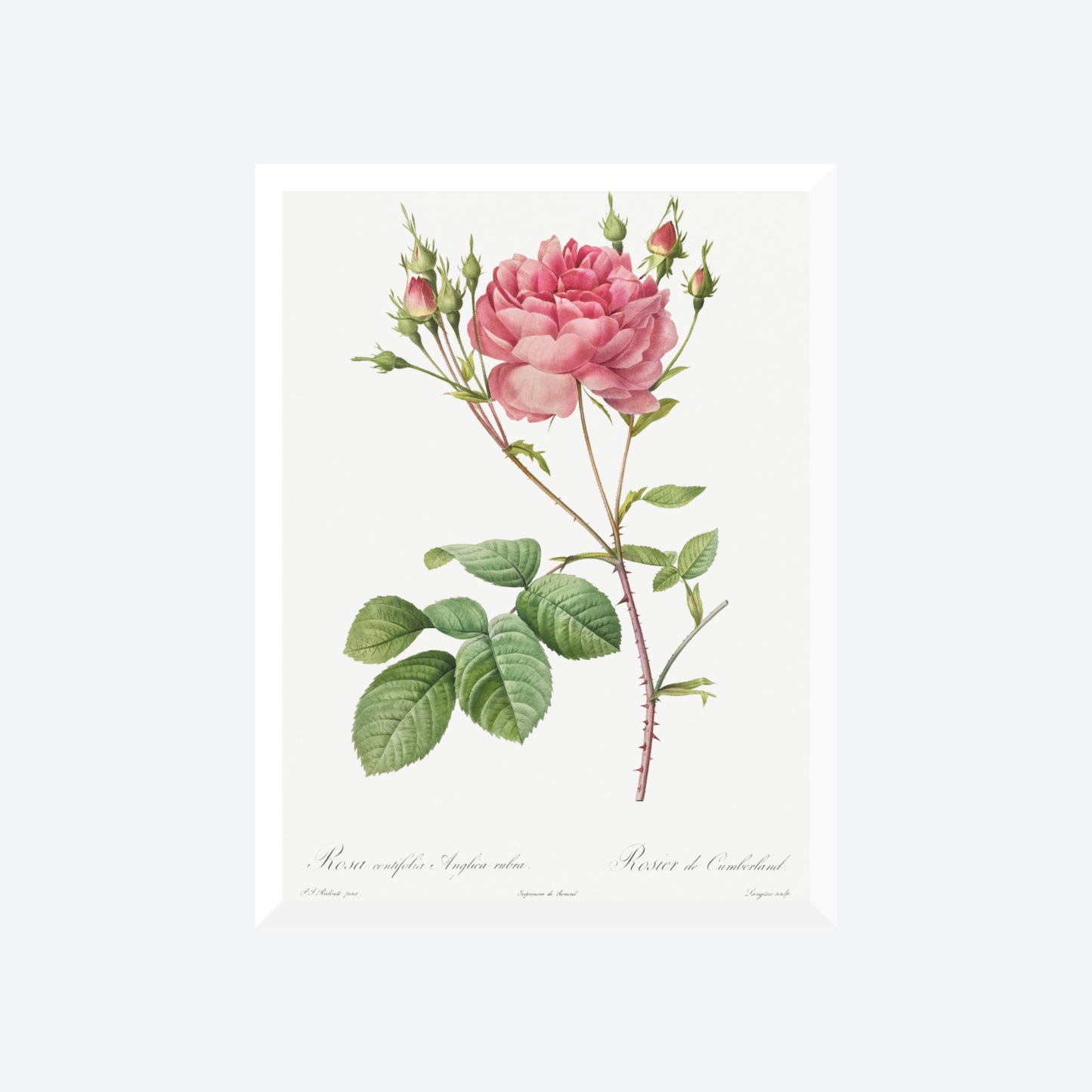 Rosa Centifolia Anglica Rubra Pierre-Joseph Redouté Print