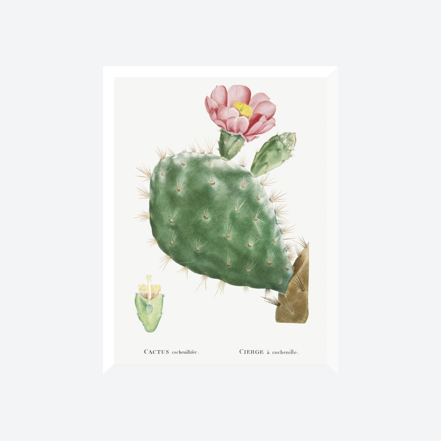Cactus Cochenillifer Pierre-Joseph Redouté Print