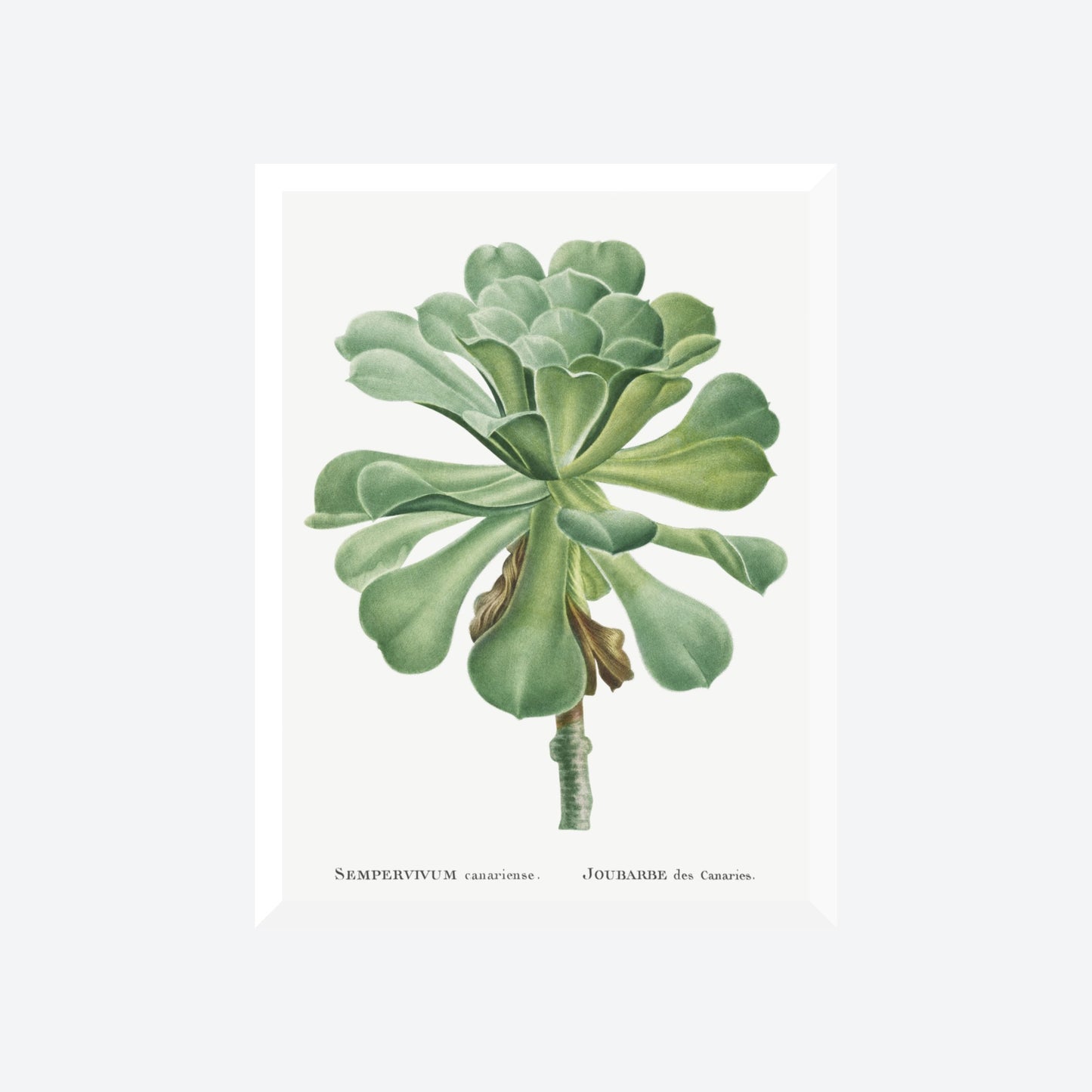 Sempervivum Canariense Pierre-Joseph Redouté Print