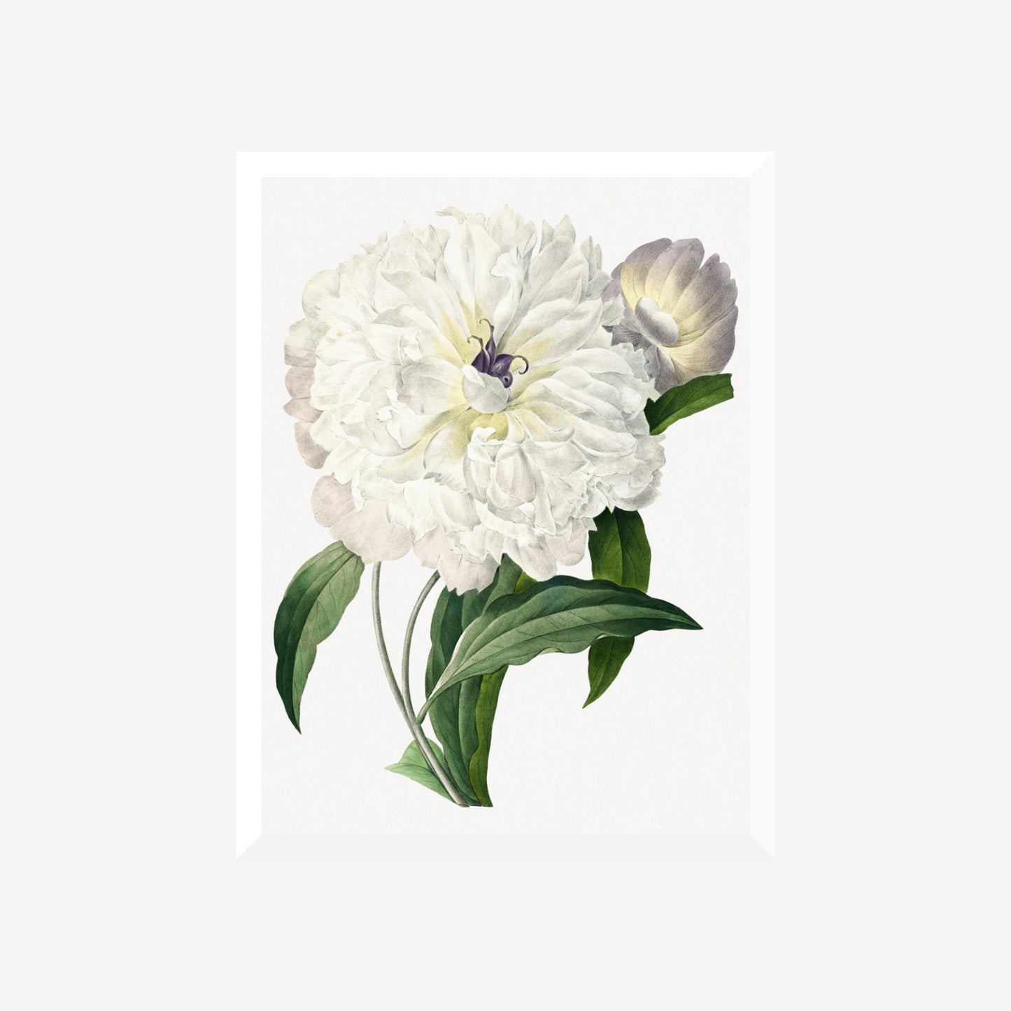 Pivoine Paeonia Officinalis Peony Pierre-Joseph Redouté Print