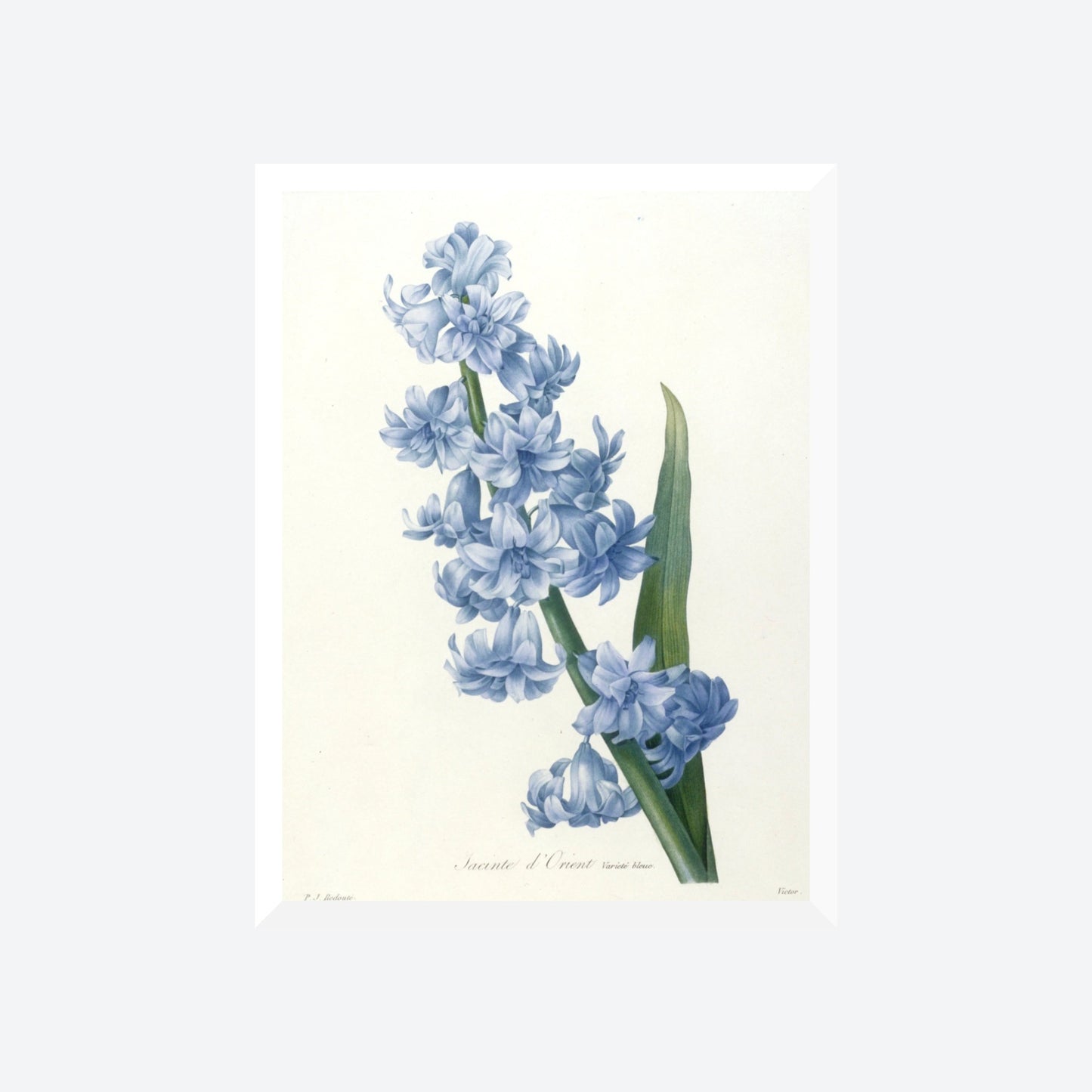Jacinthe d'Orient Pierre-Joseph Redouté Print