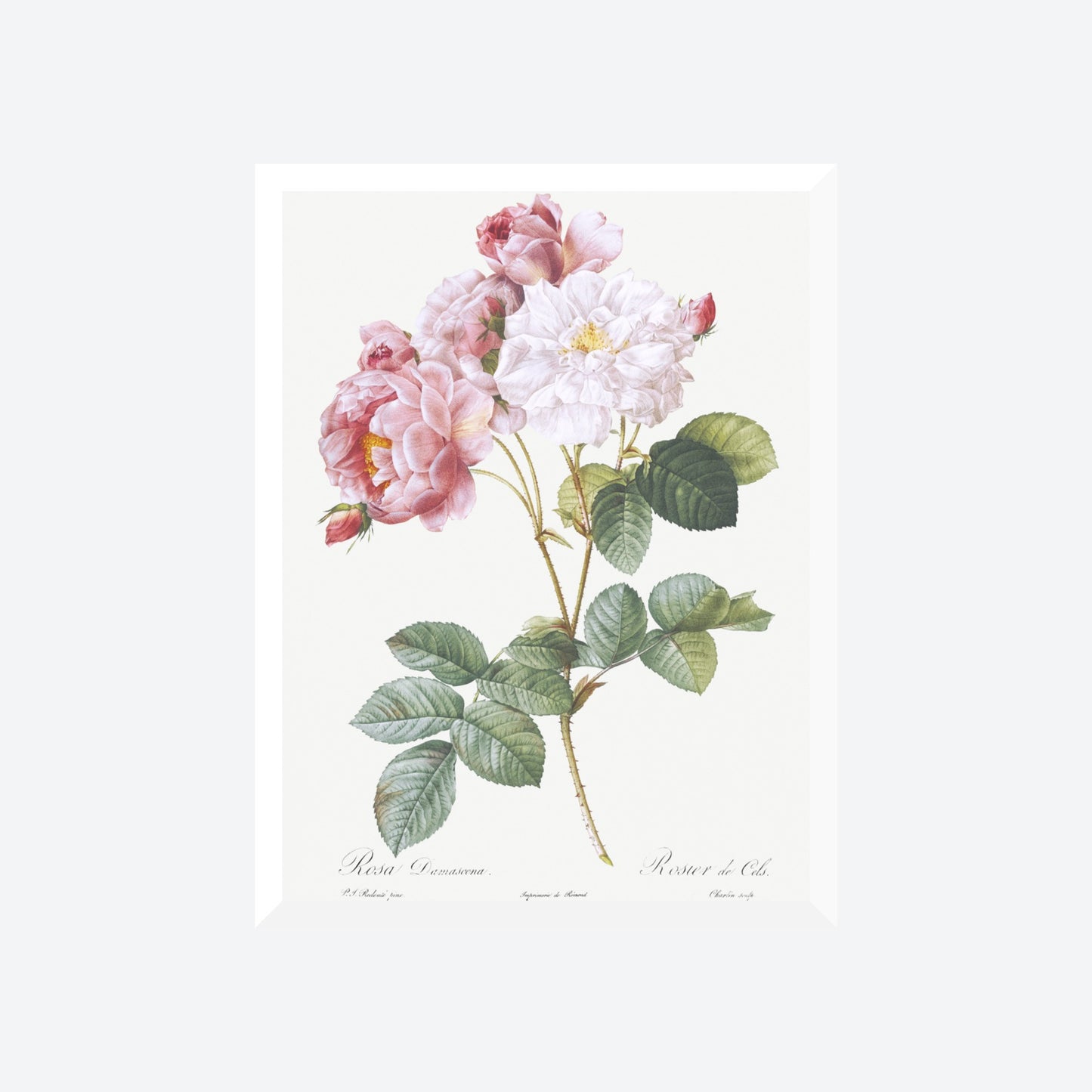 Rosa X Damascena Pierre-Joseph Redouté Print