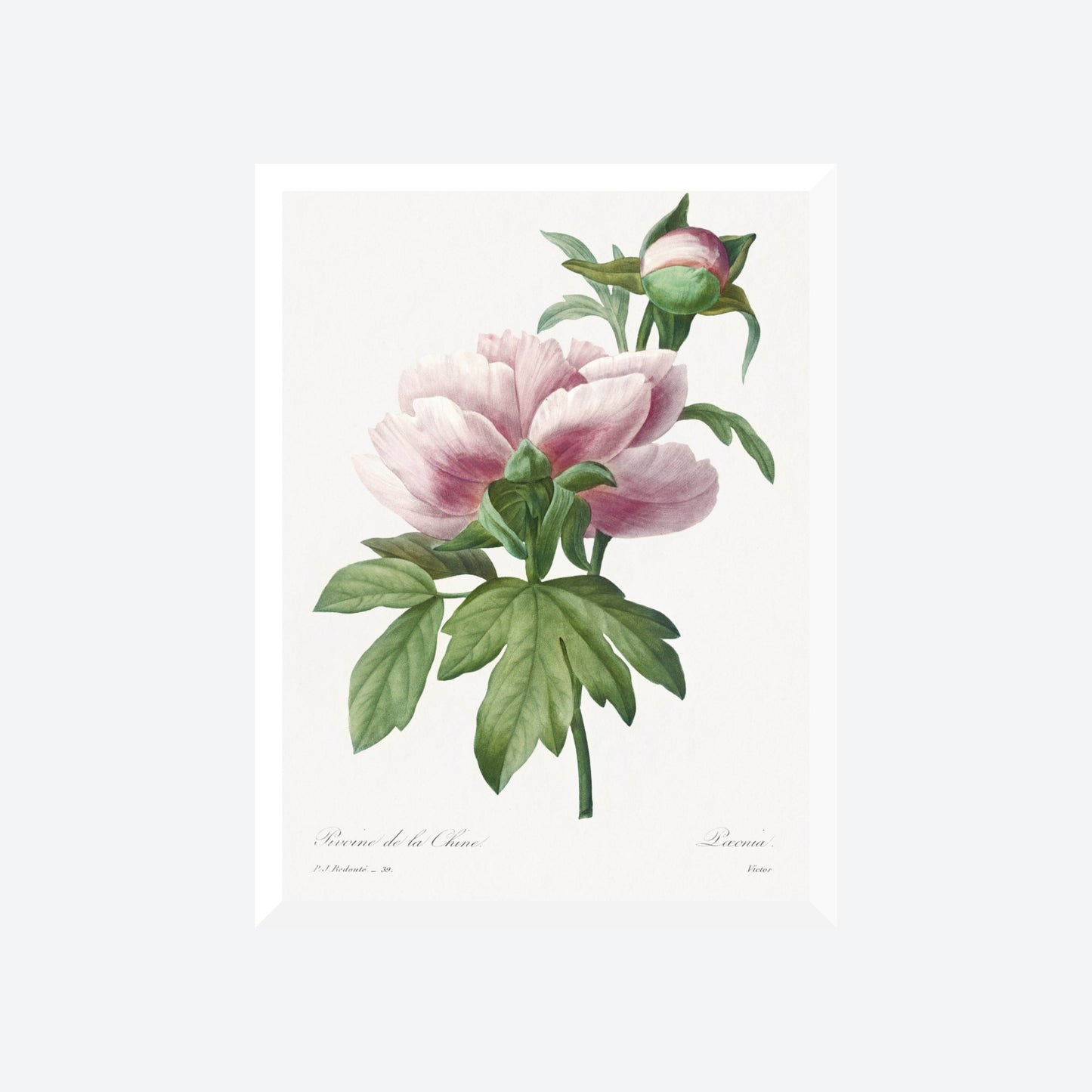 Peony Paeonia Pierre-Joseph Redouté Print