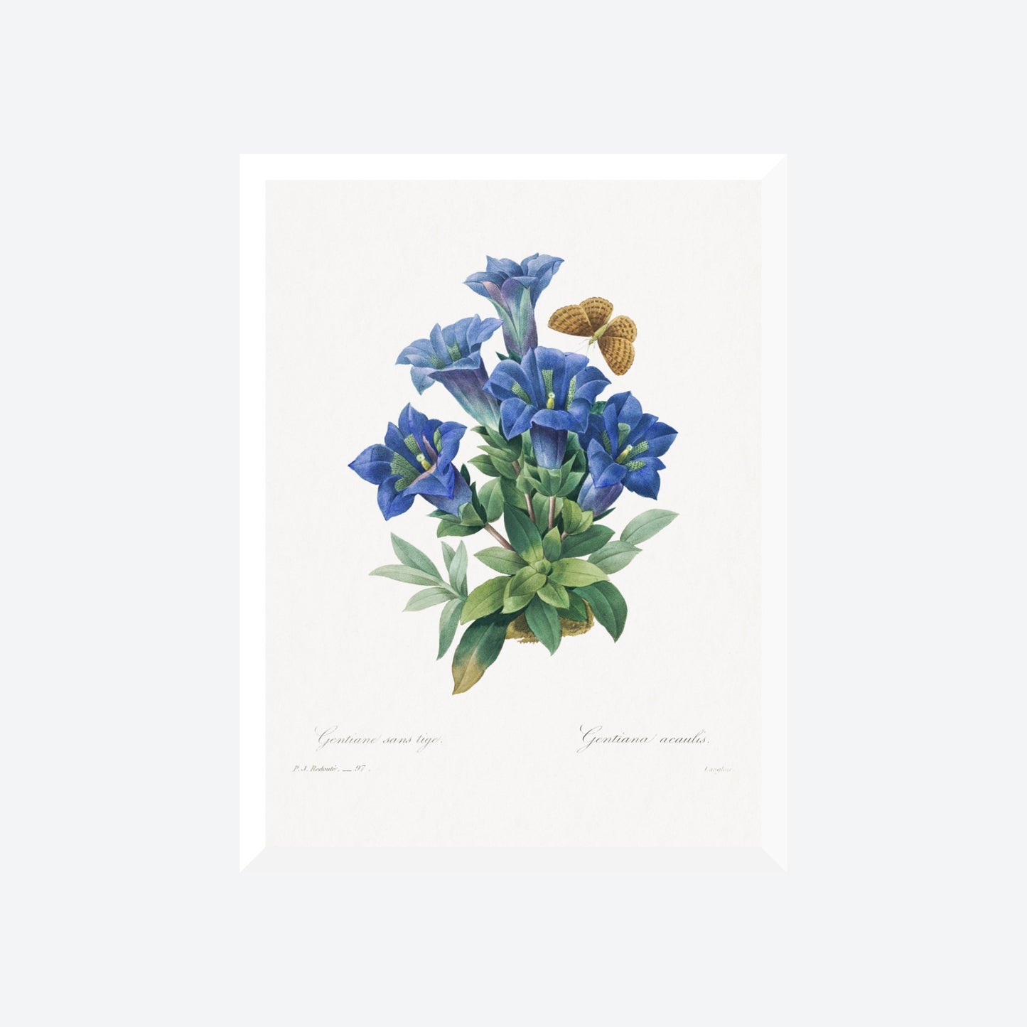 Gentiana Acantis Pierre-Joseph Redouté Print