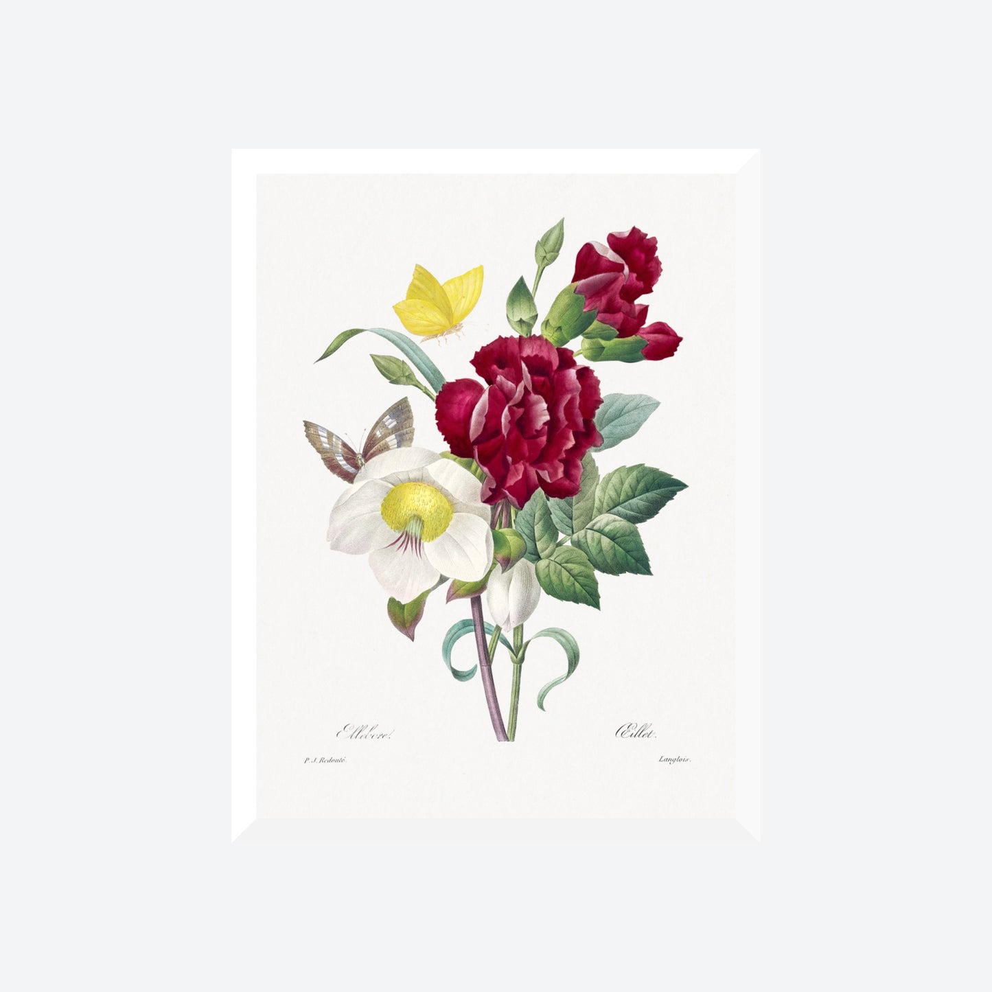 Helleborus Helleborus Pierre-Joseph Redouté Print