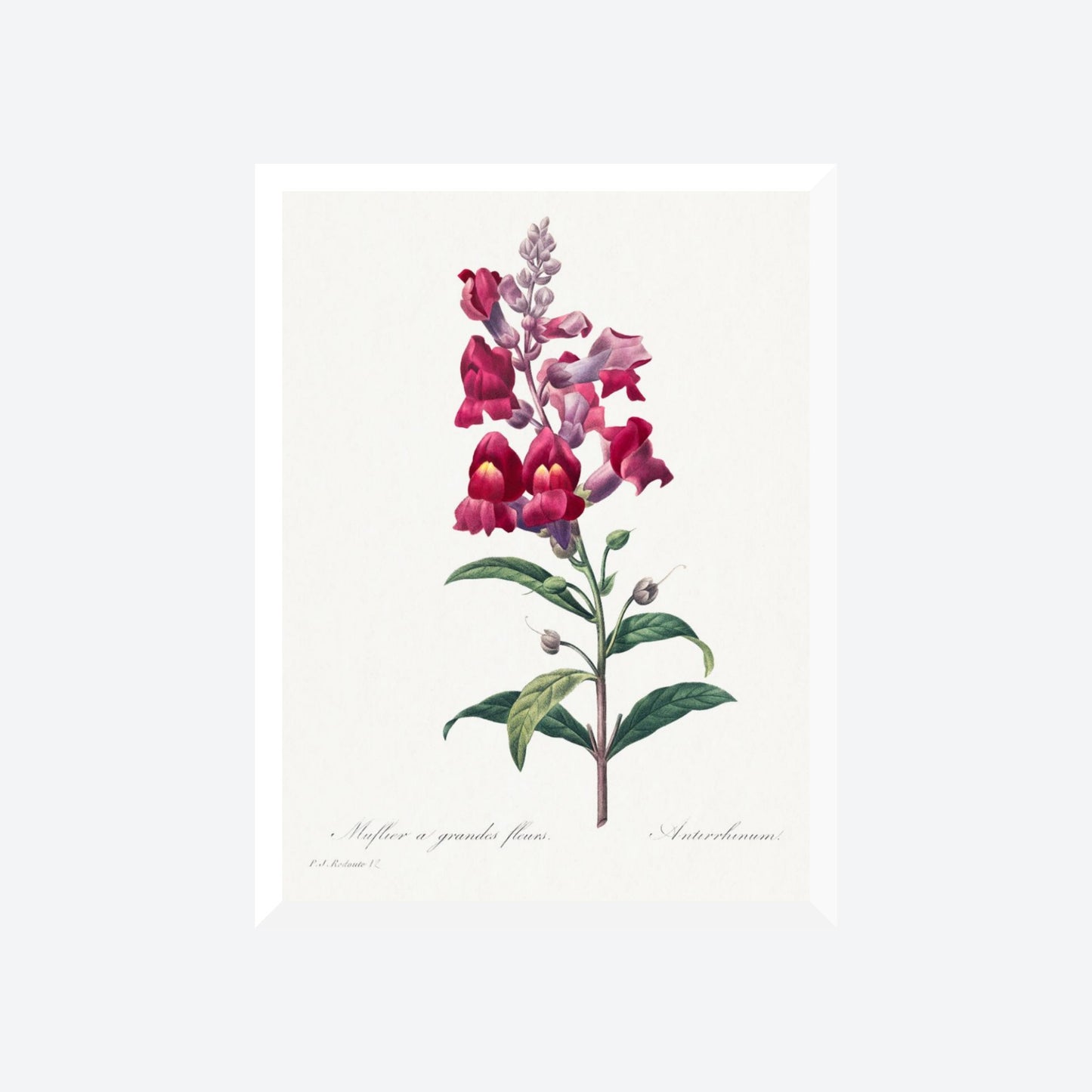 Muflier à Grandes Fleurs / Antirrhinum Pierre-Joseph Redouté Print