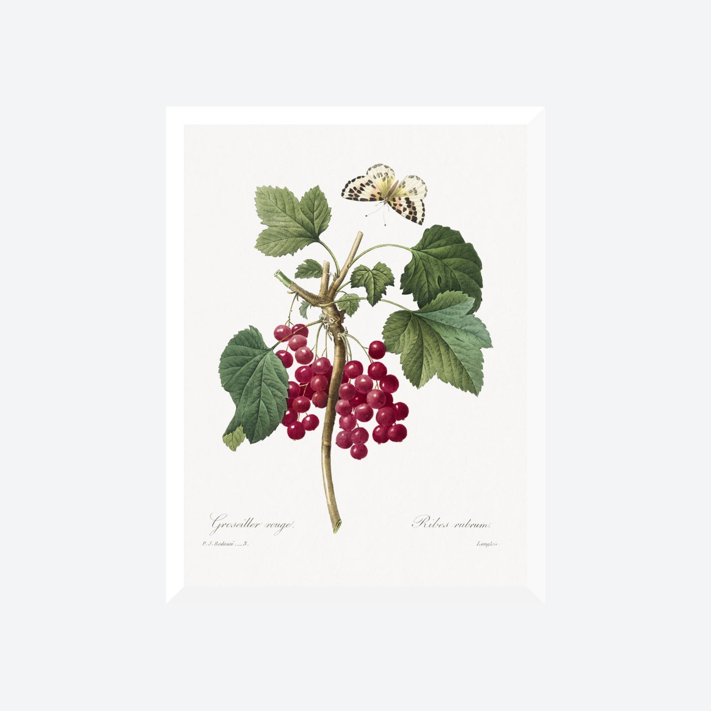 Ribes Rubrum Peony Pierre-Joseph Redouté Print