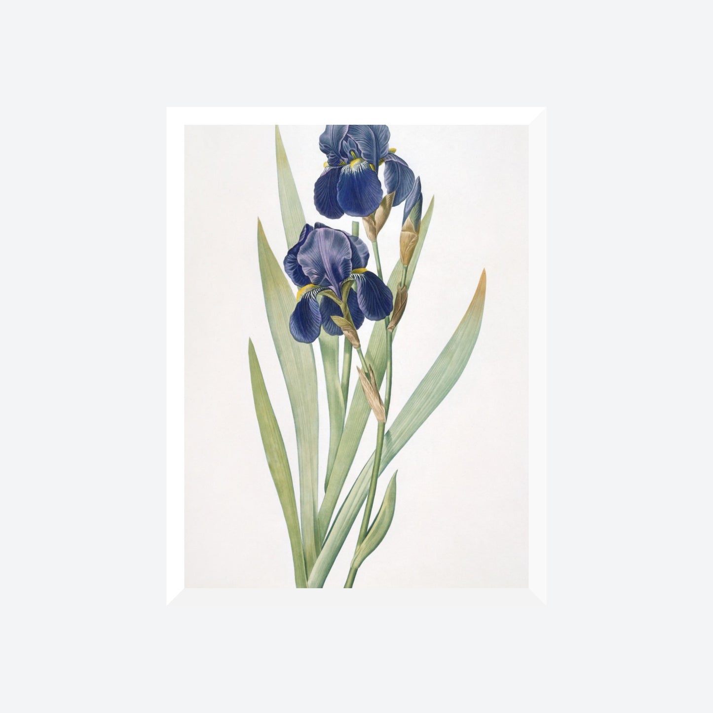 Iris Germanica Pierre-Joseph Redouté Print
