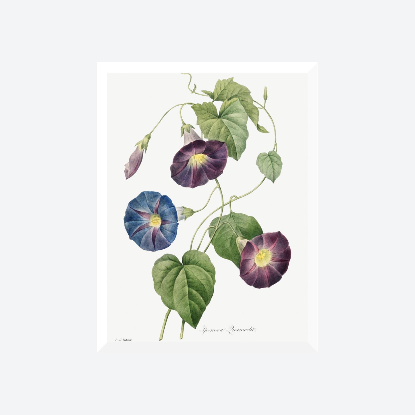 Ipomoea Quamoclit Pierre-Joseph Redouté Print