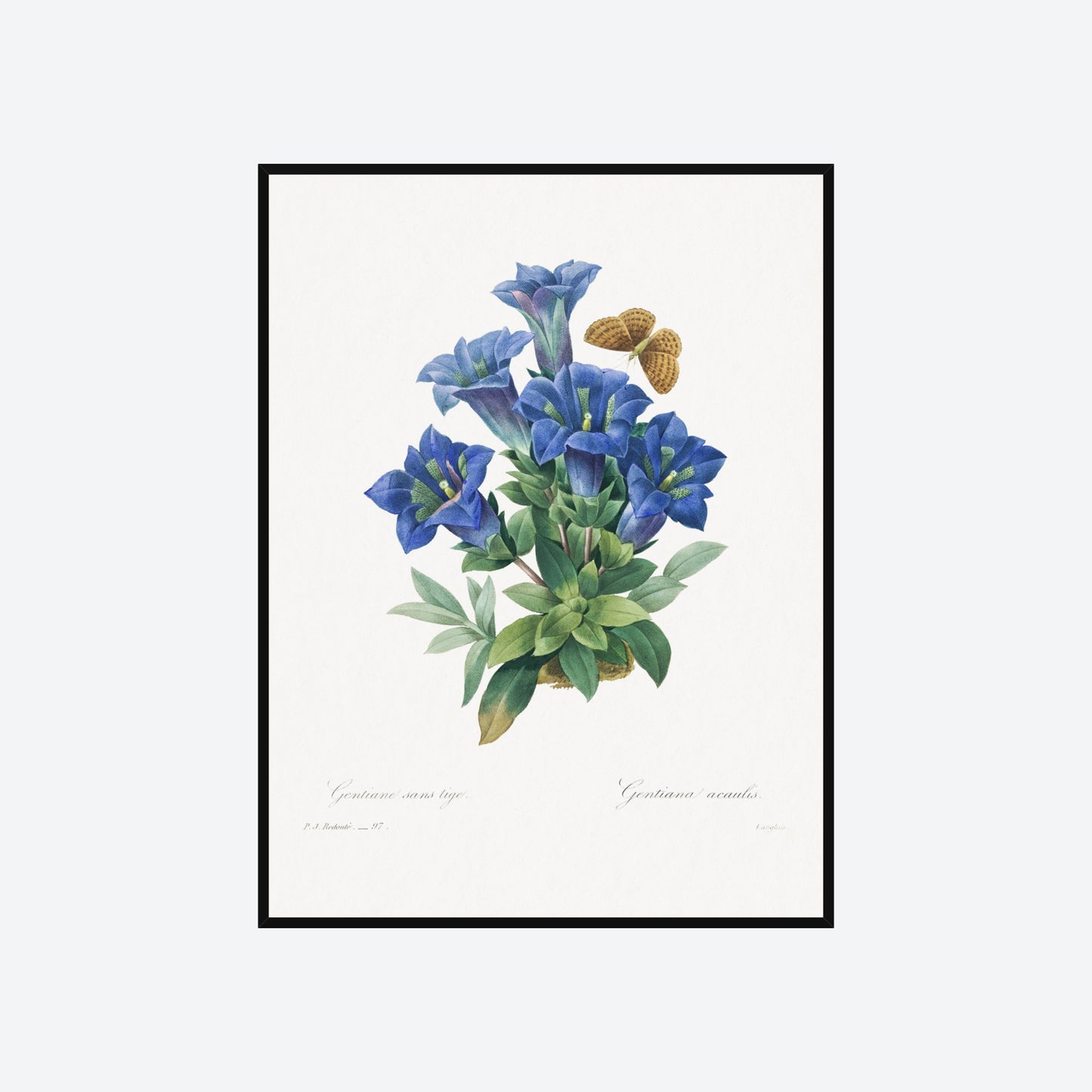 Gentiana Acantis Pierre-Joseph Redouté Print