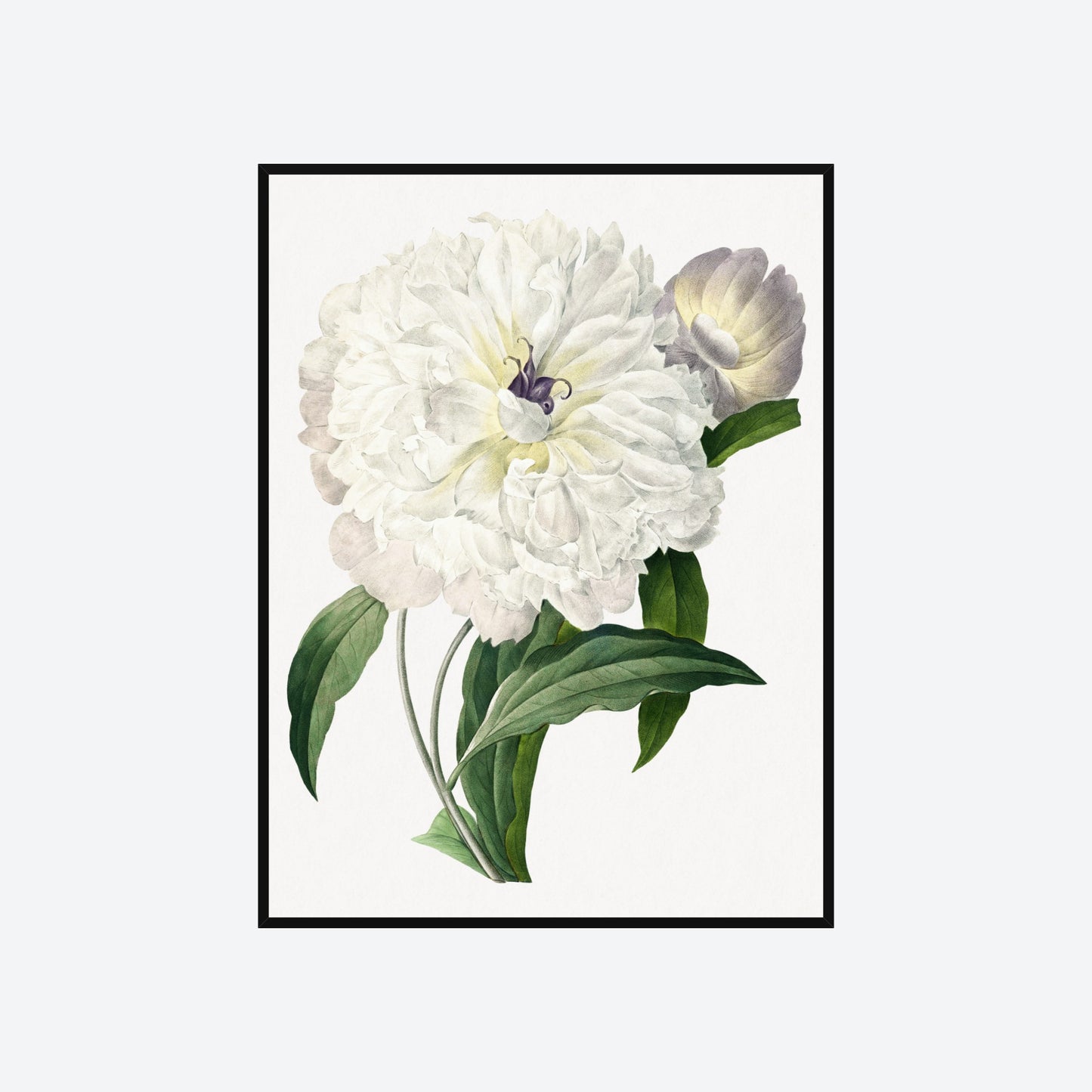 Pivoine Paeonia Officinalis Peony Pierre-Joseph Redouté Print