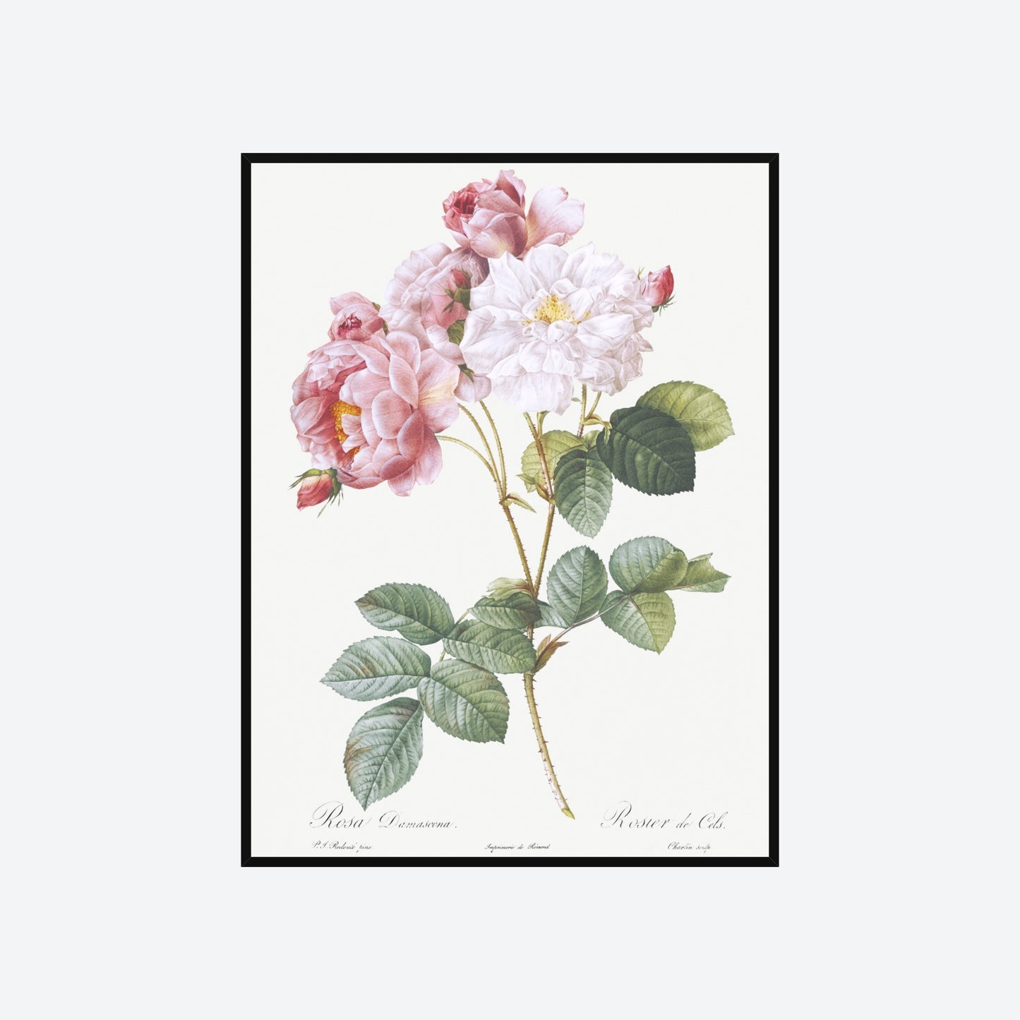 Rosa X Damascena Pierre-Joseph Redouté Print