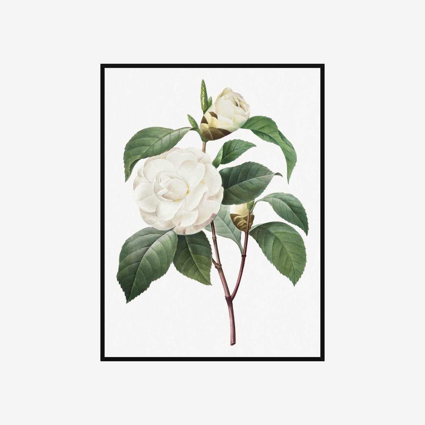 Camellia Japonica Pierre-Joseph Redouté Print