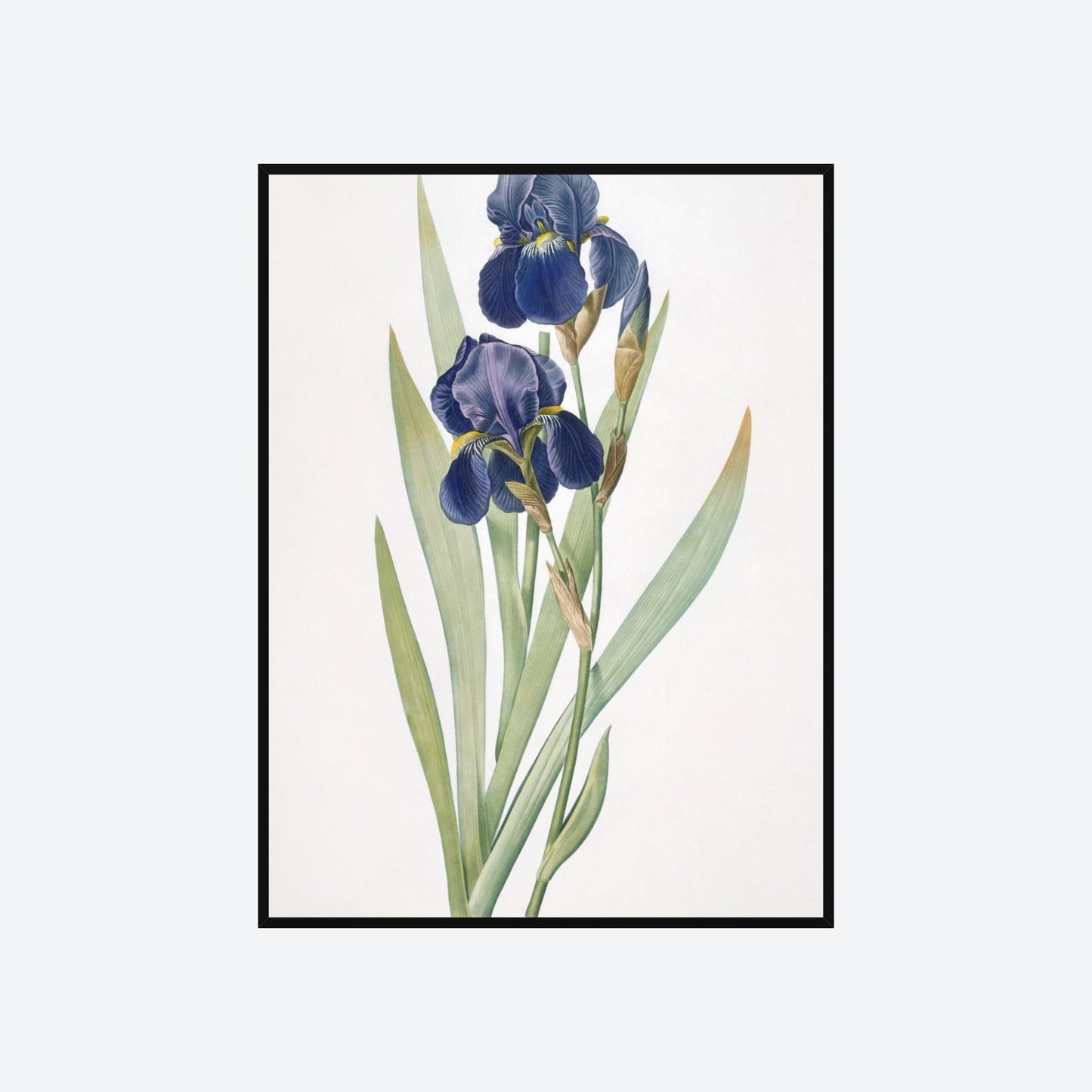 Iris Germanica Pierre-Joseph Redouté Print