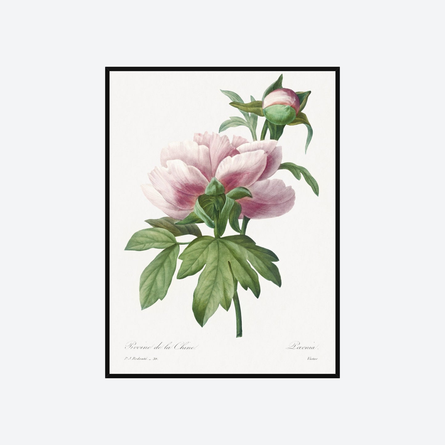 Peony Paeonia Pierre-Joseph Redouté Print