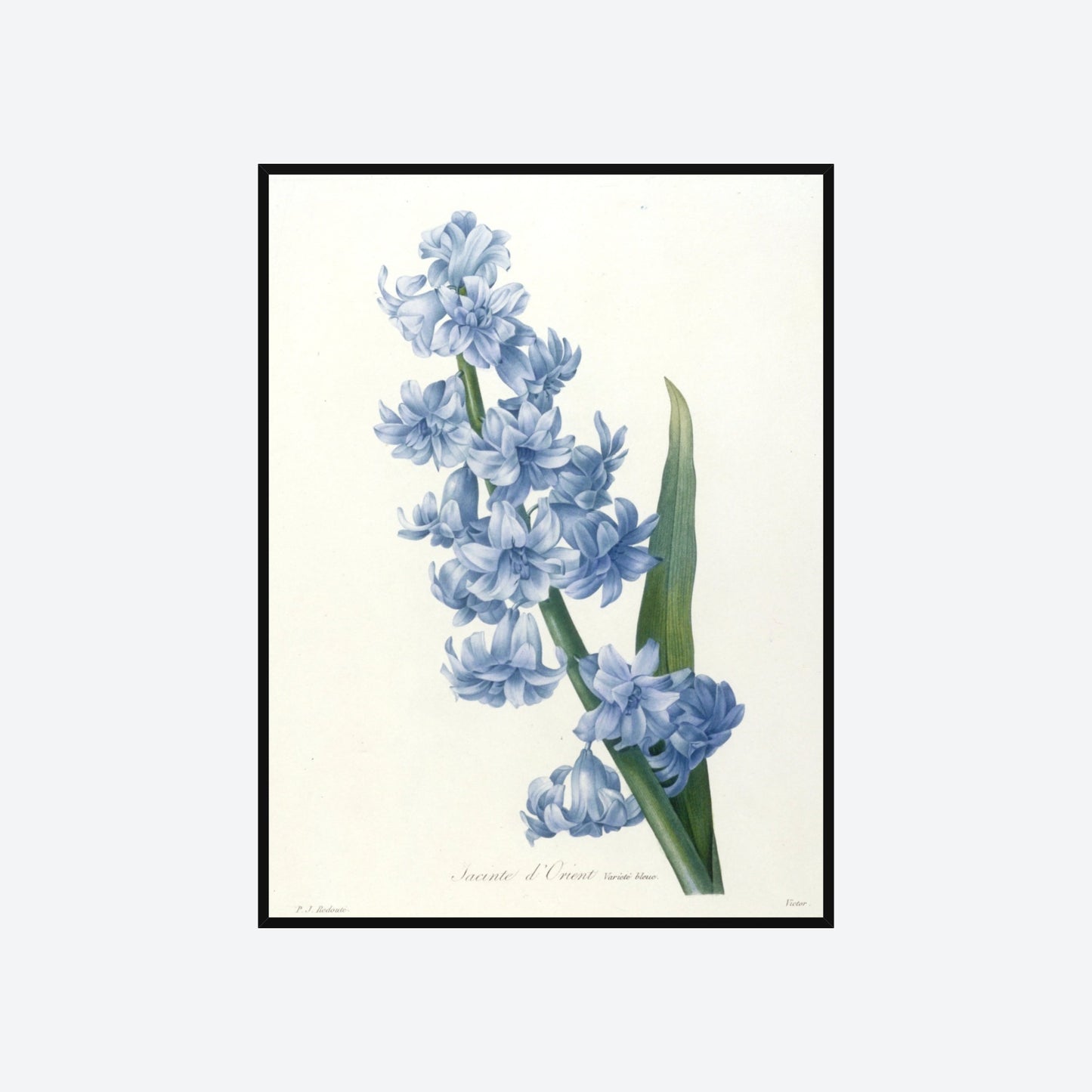 Jacinthe d'Orient Pierre-Joseph Redouté Print