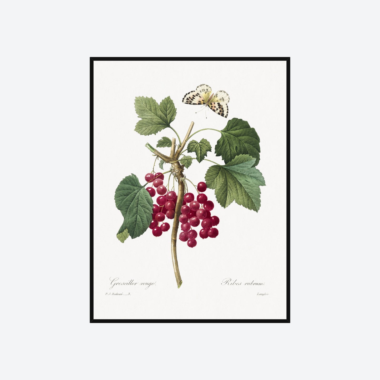 Ribes Rubrum Peony Pierre-Joseph Redouté Print