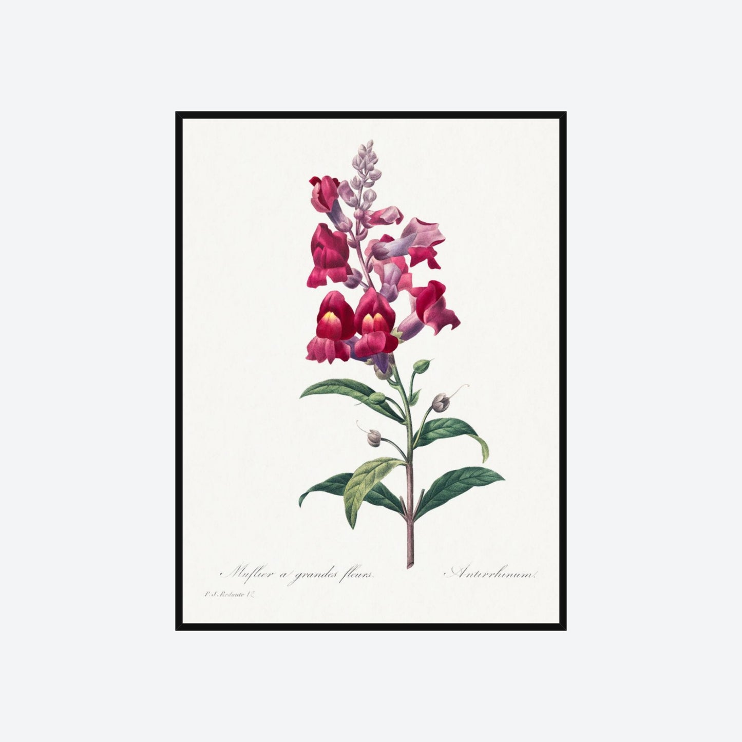 Muflier à Grandes Fleurs / Antirrhinum Pierre-Joseph Redouté Print