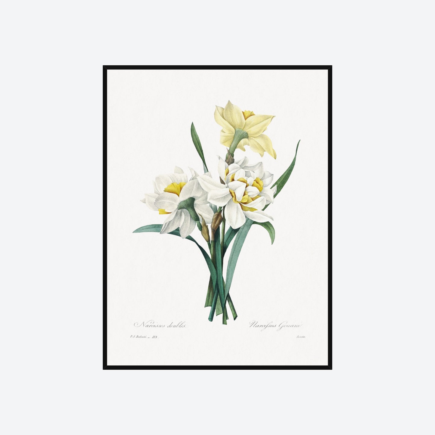 Double Daffodil Narcifsus Gouani Pierre-Joseph Redouté Print