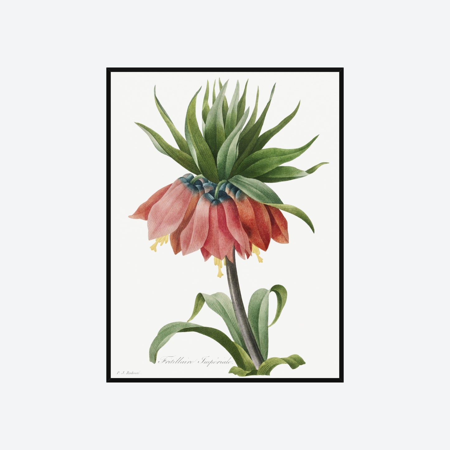 Crown Imperial Fritillary Pierre-Joseph Redouté Print