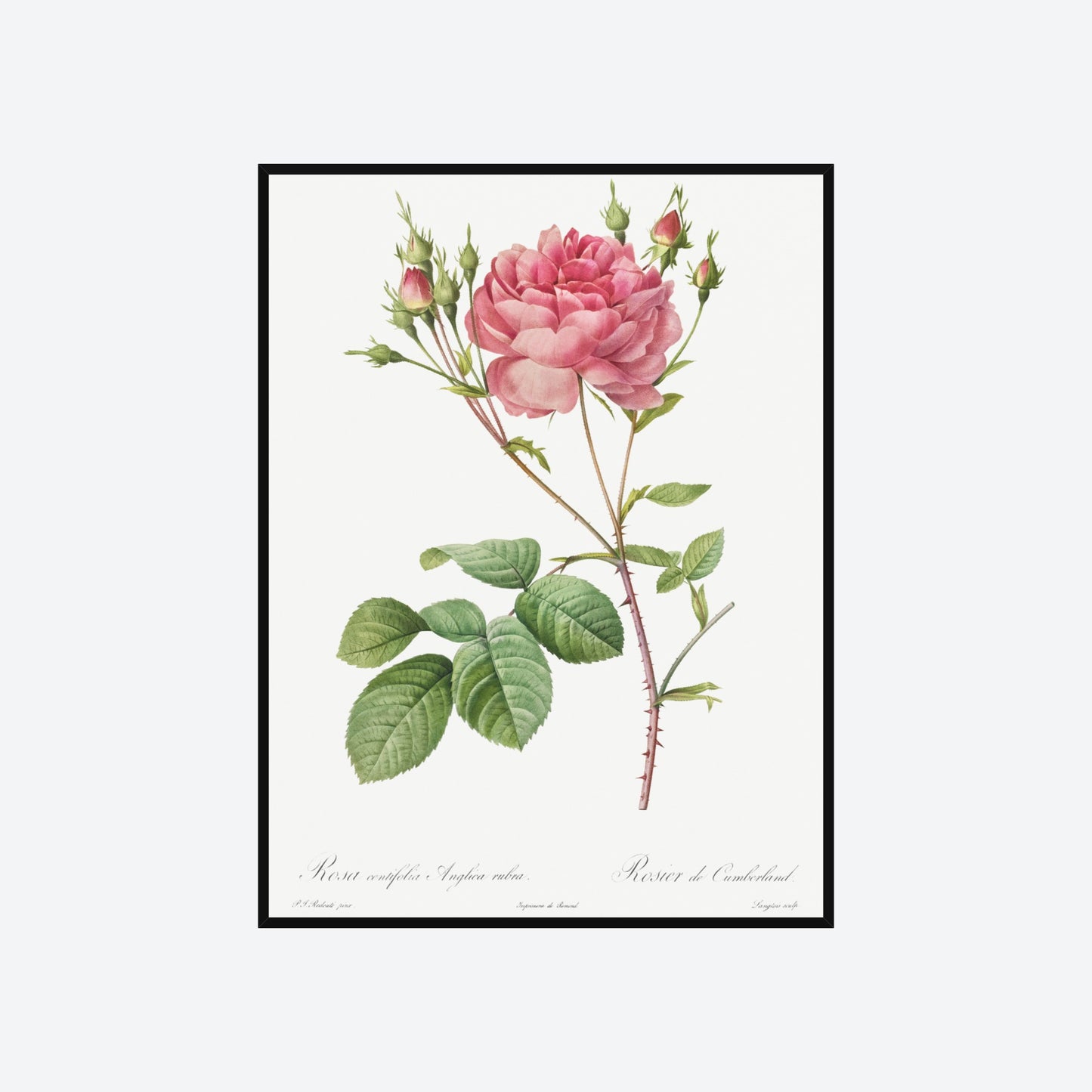 Rosa Centifolia Anglica Rubra Pierre-Joseph Redouté Print