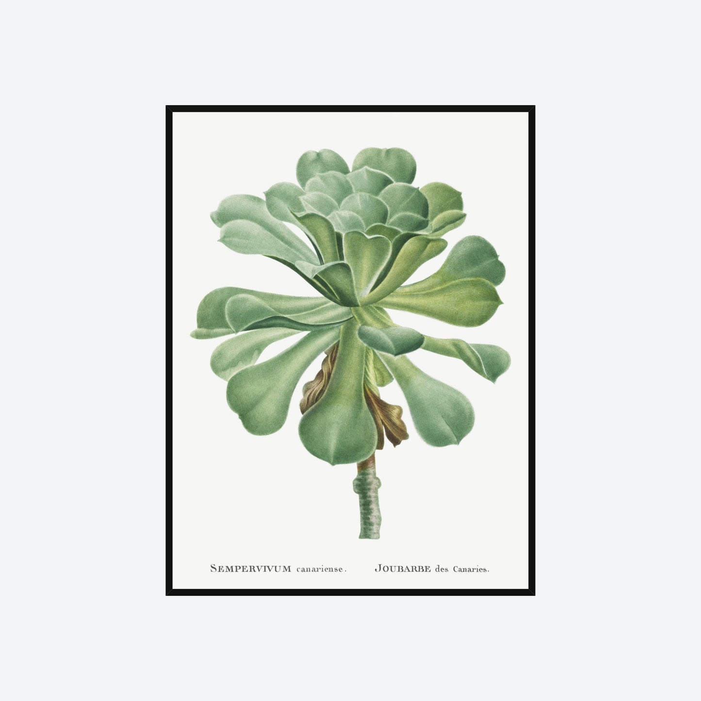 Sempervivum Canariense Pierre-Joseph Redouté Print