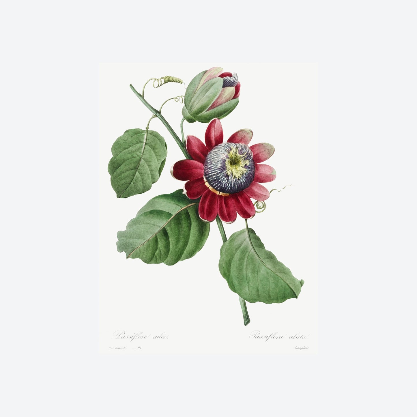 Passiflora Alata Pierre-Joseph Redouté Print