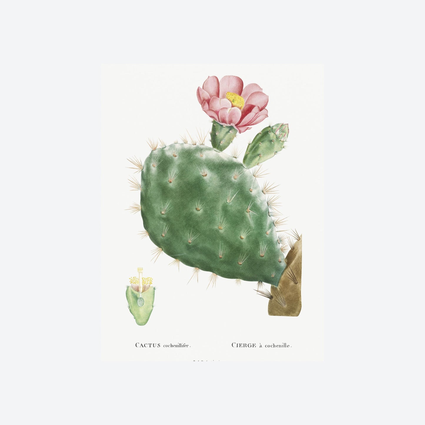 Cactus Cochenillifer Pierre-Joseph Redouté Print