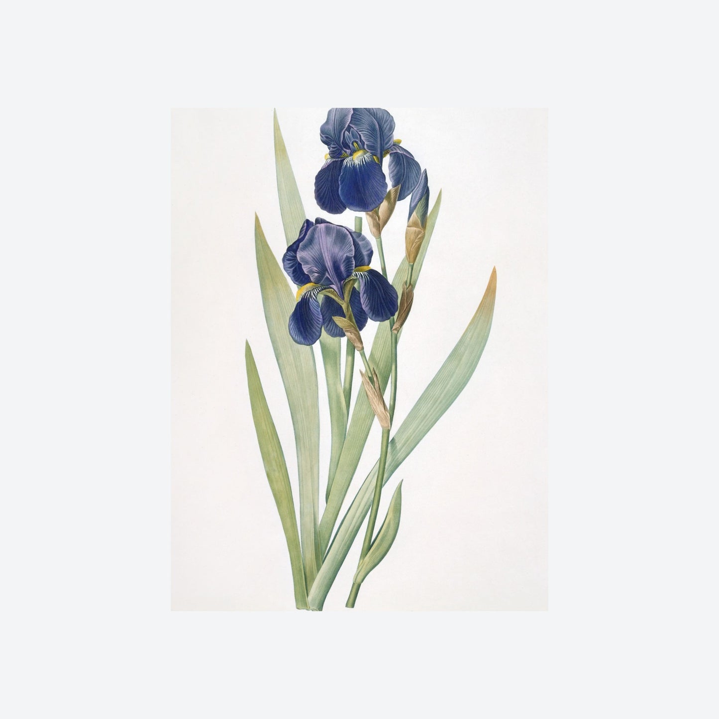 Iris Germanica Pierre-Joseph Redouté Print