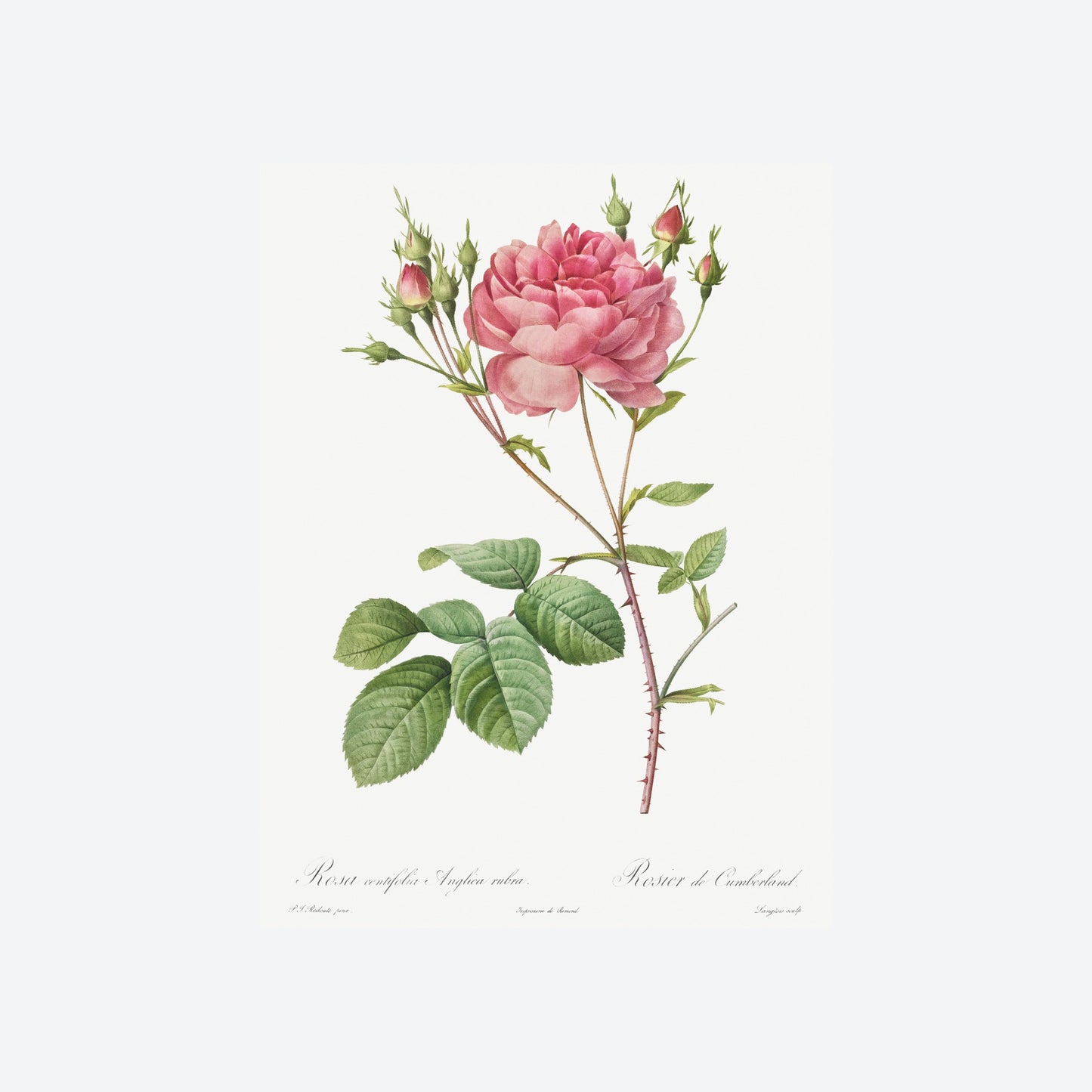 Rosa Centifolia Anglica Rubra Pierre-Joseph Redouté Print
