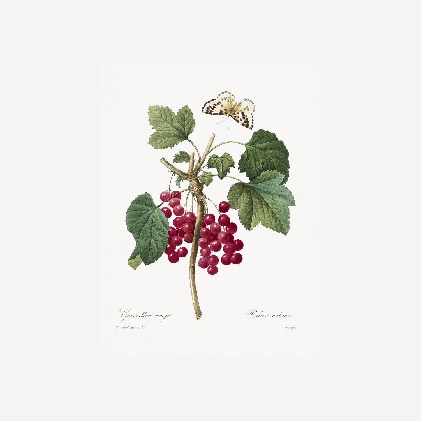 Ribes Rubrum Peony Pierre-Joseph Redouté Print