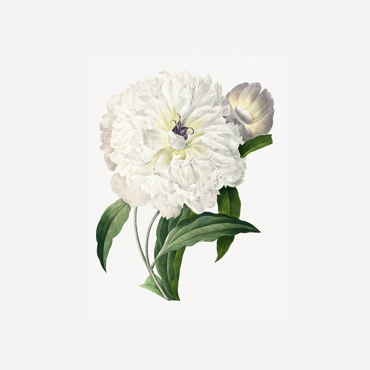 Pivoine Paeonia Officinalis Peony Pierre-Joseph Redouté Print