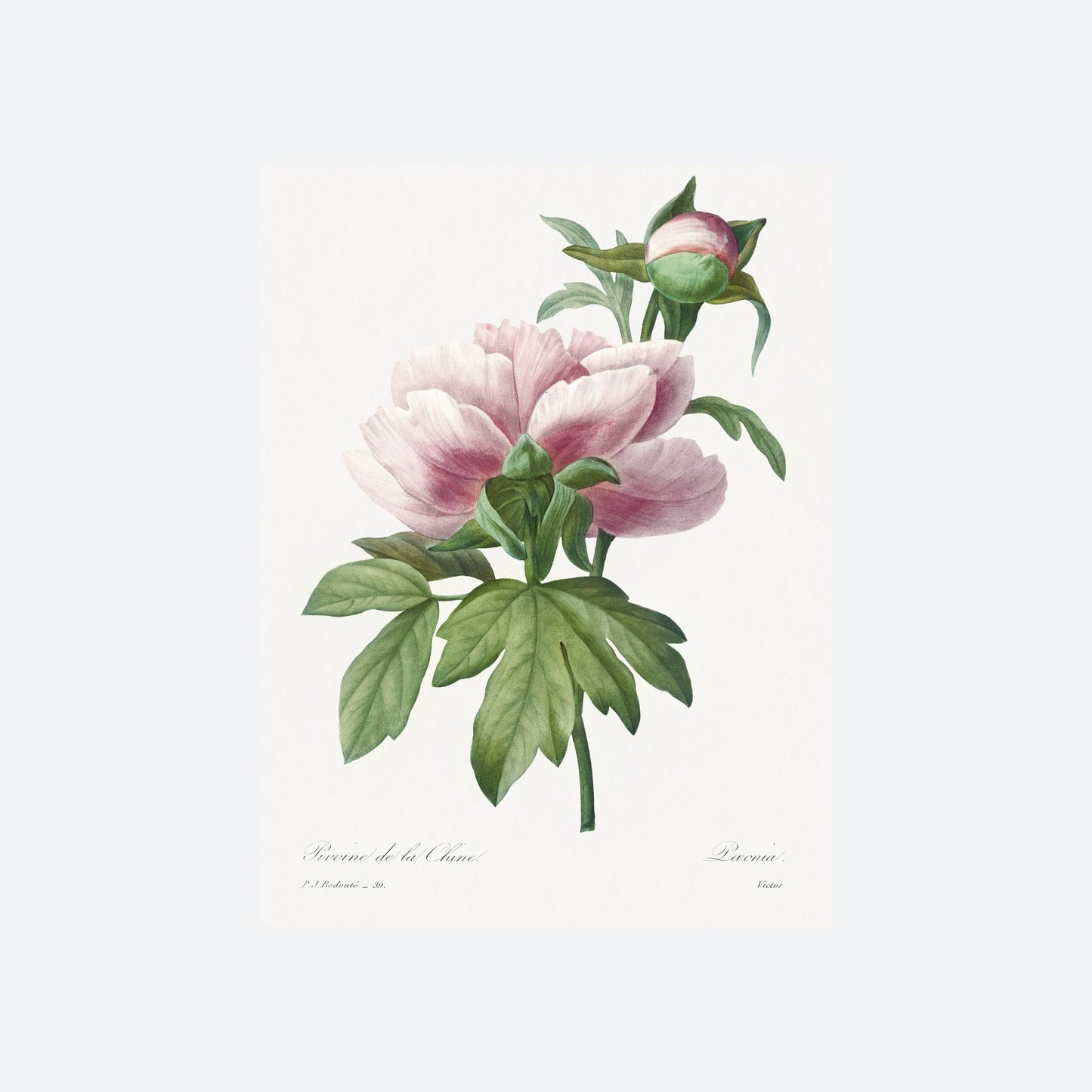Peony Paeonia Pierre-Joseph Redouté Print