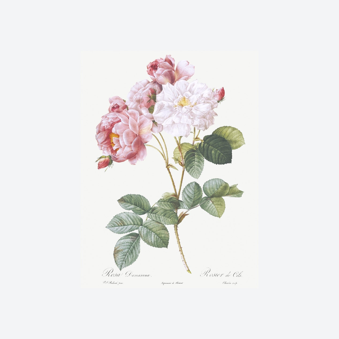 Rosa X Damascena Pierre-Joseph Redouté Print