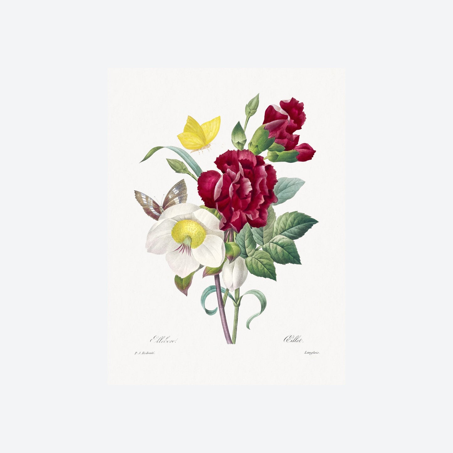 Helleborus Helleborus Pierre-Joseph Redouté Print