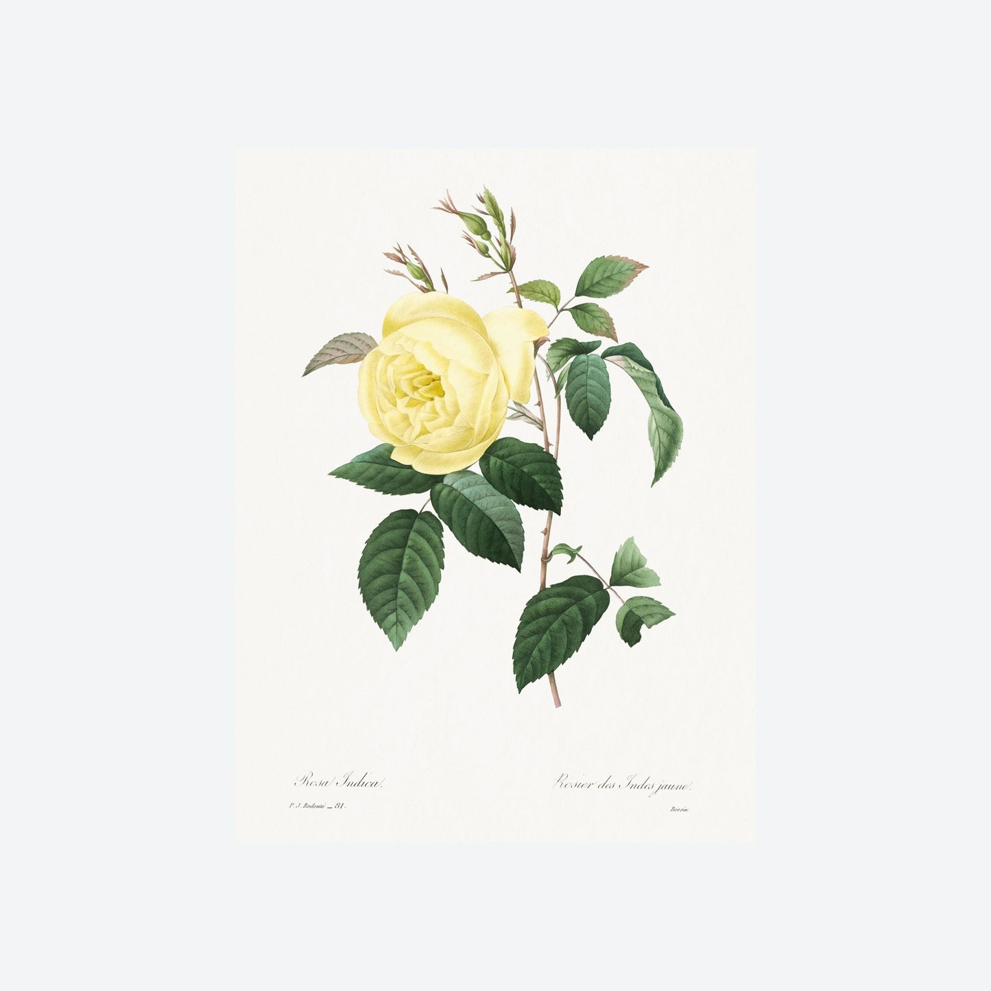 Rosa Indica Pierre-Joseph Redouté Print