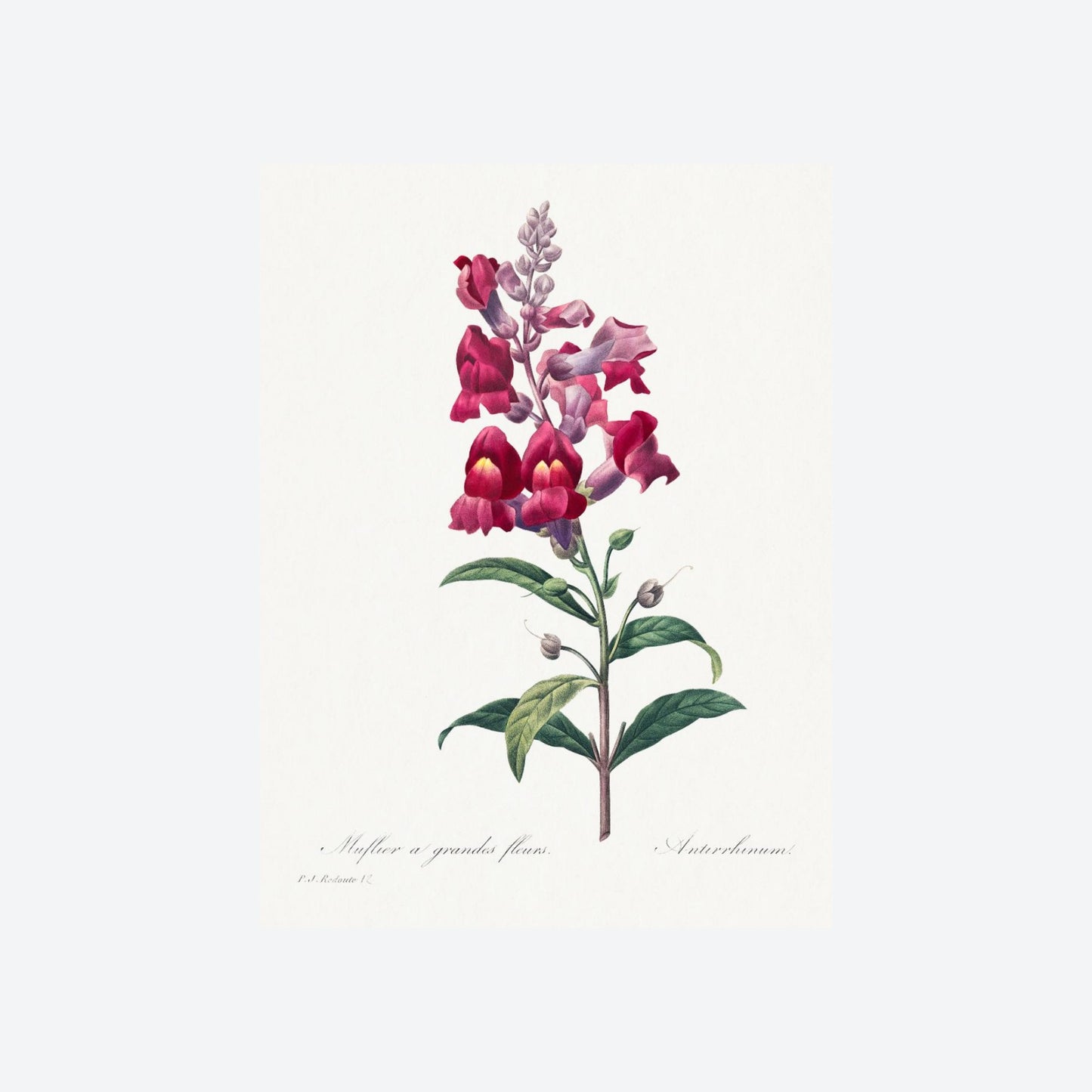 Muflier à Grandes Fleurs / Antirrhinum Pierre-Joseph Redouté Print