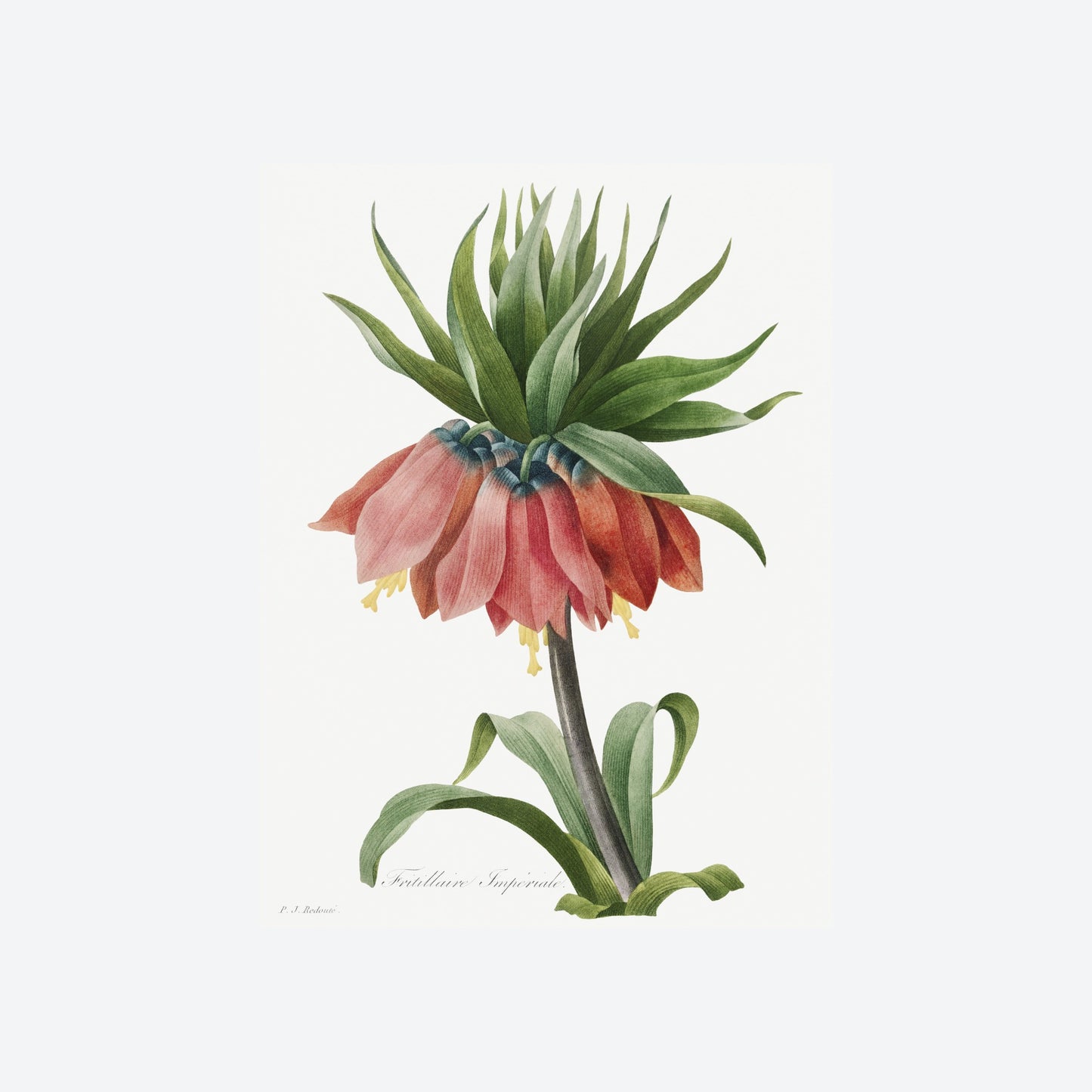 Crown Imperial Fritillary Pierre-Joseph Redouté Print