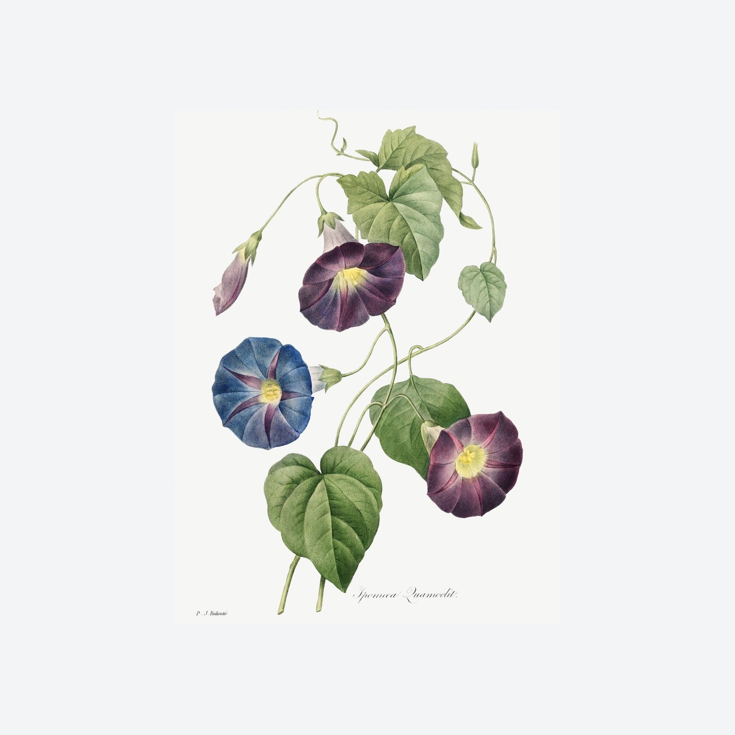 Ipomoea Quamoclit Pierre-Joseph Redouté Print