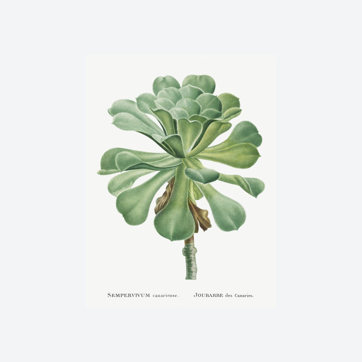 Sempervivum Canariense Pierre-Joseph Redouté Print