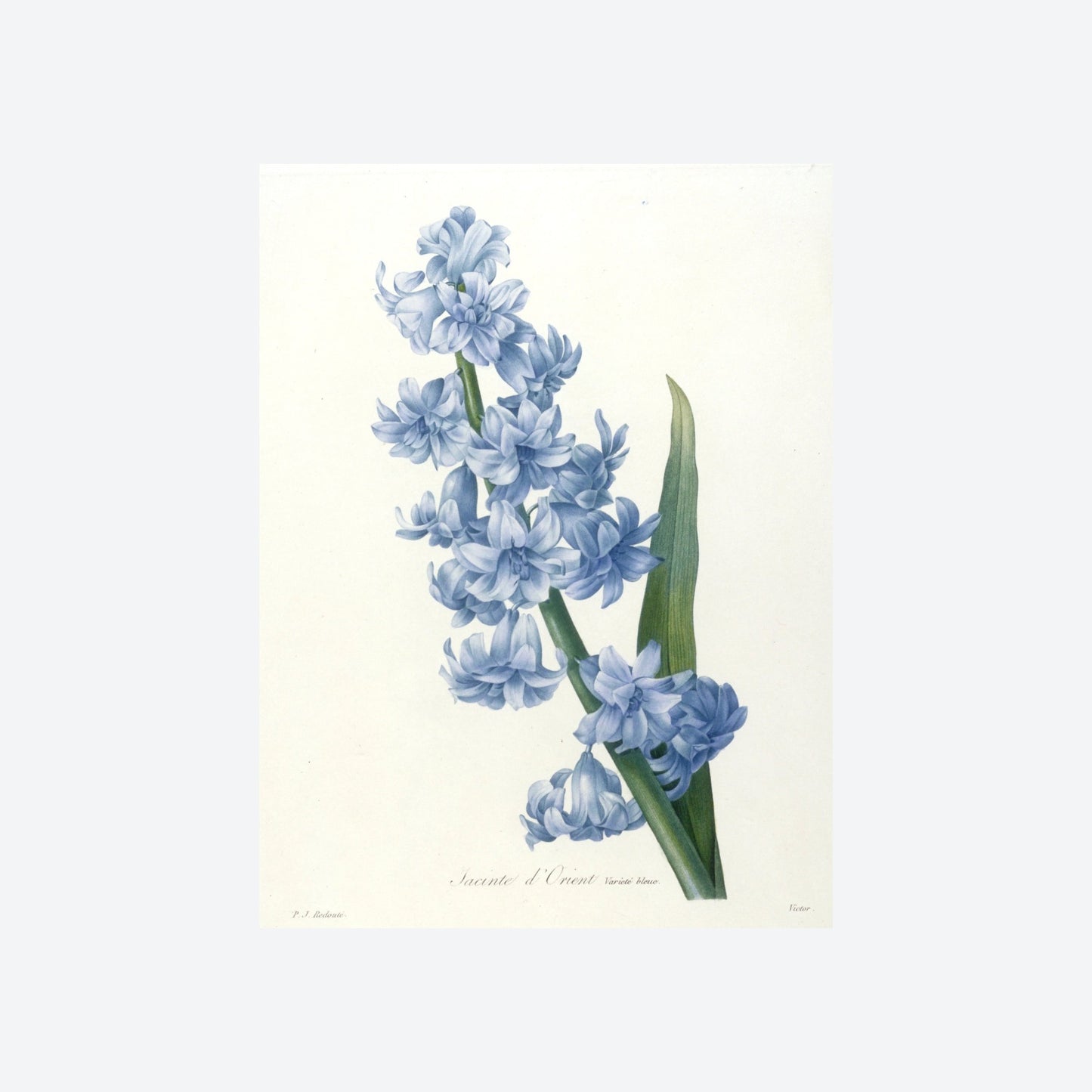 Jacinthe d'Orient Pierre-Joseph Redouté Print