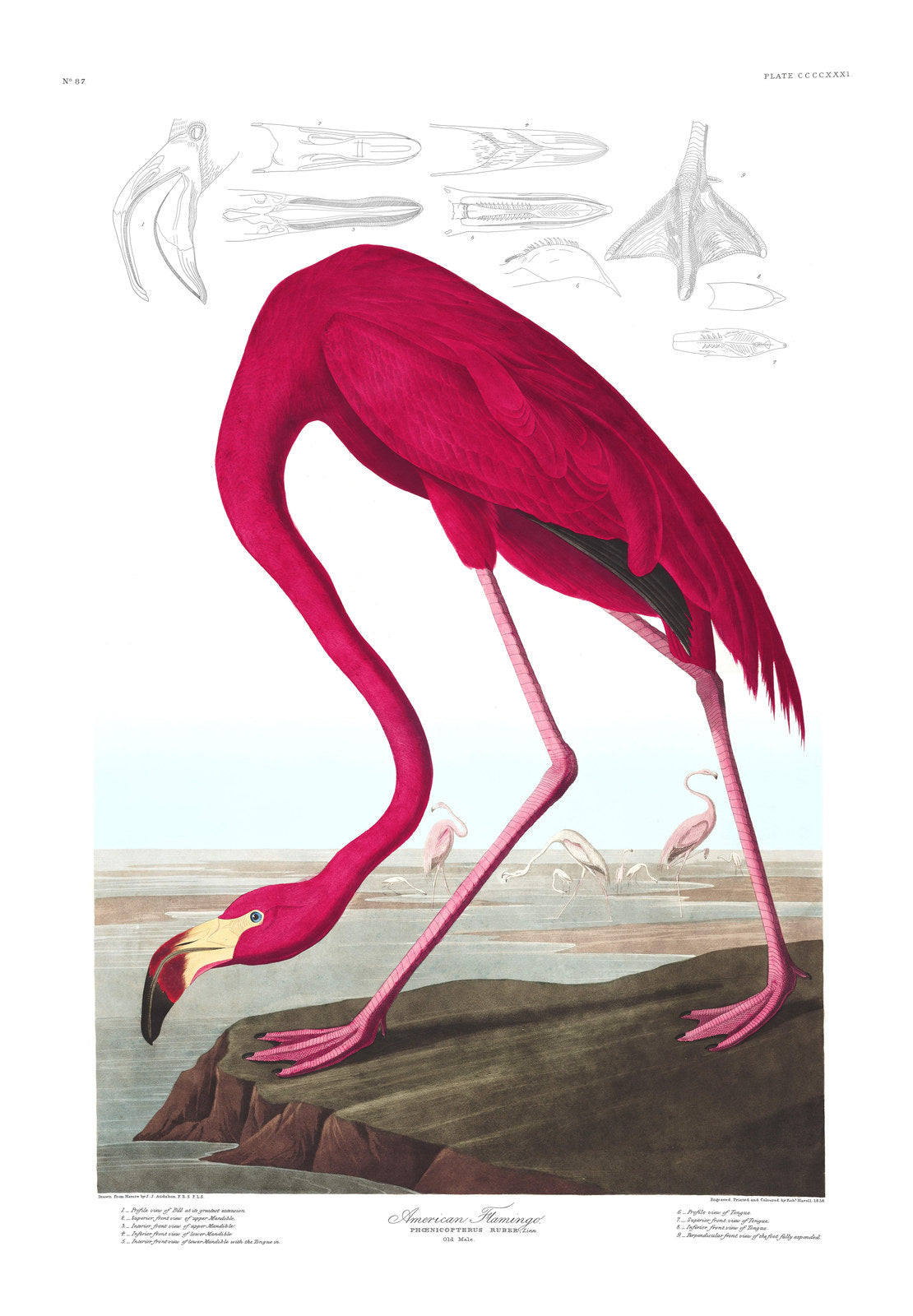 American Flamingo · Plate 431 · Audubon - Birds of America Print